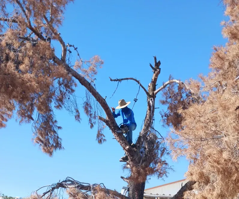 Tree and Shrub Trimming
