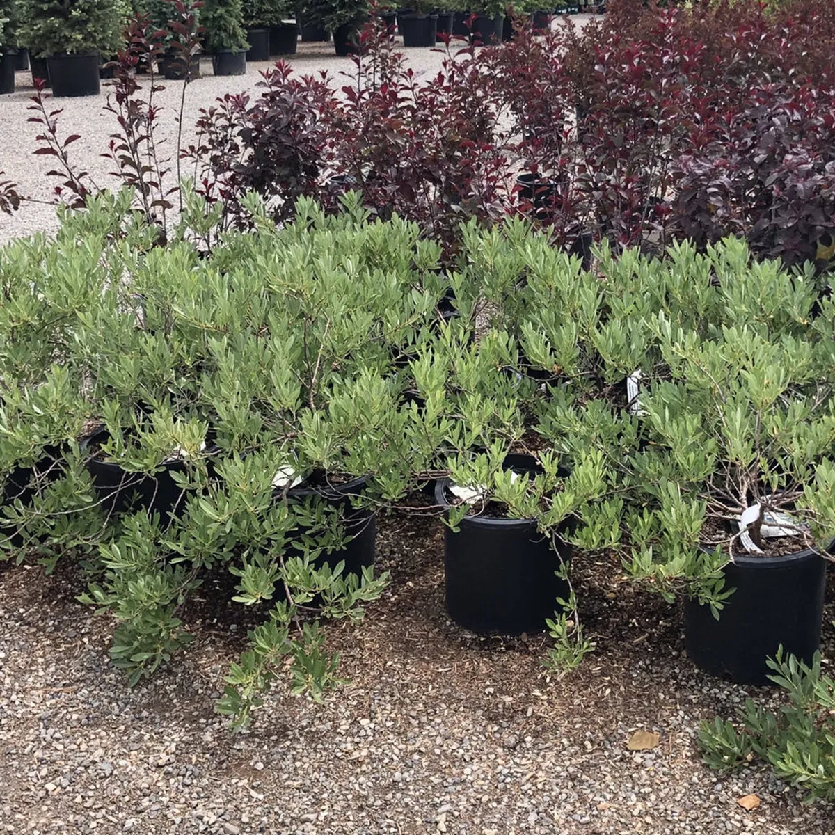 Regenerative Landscaping