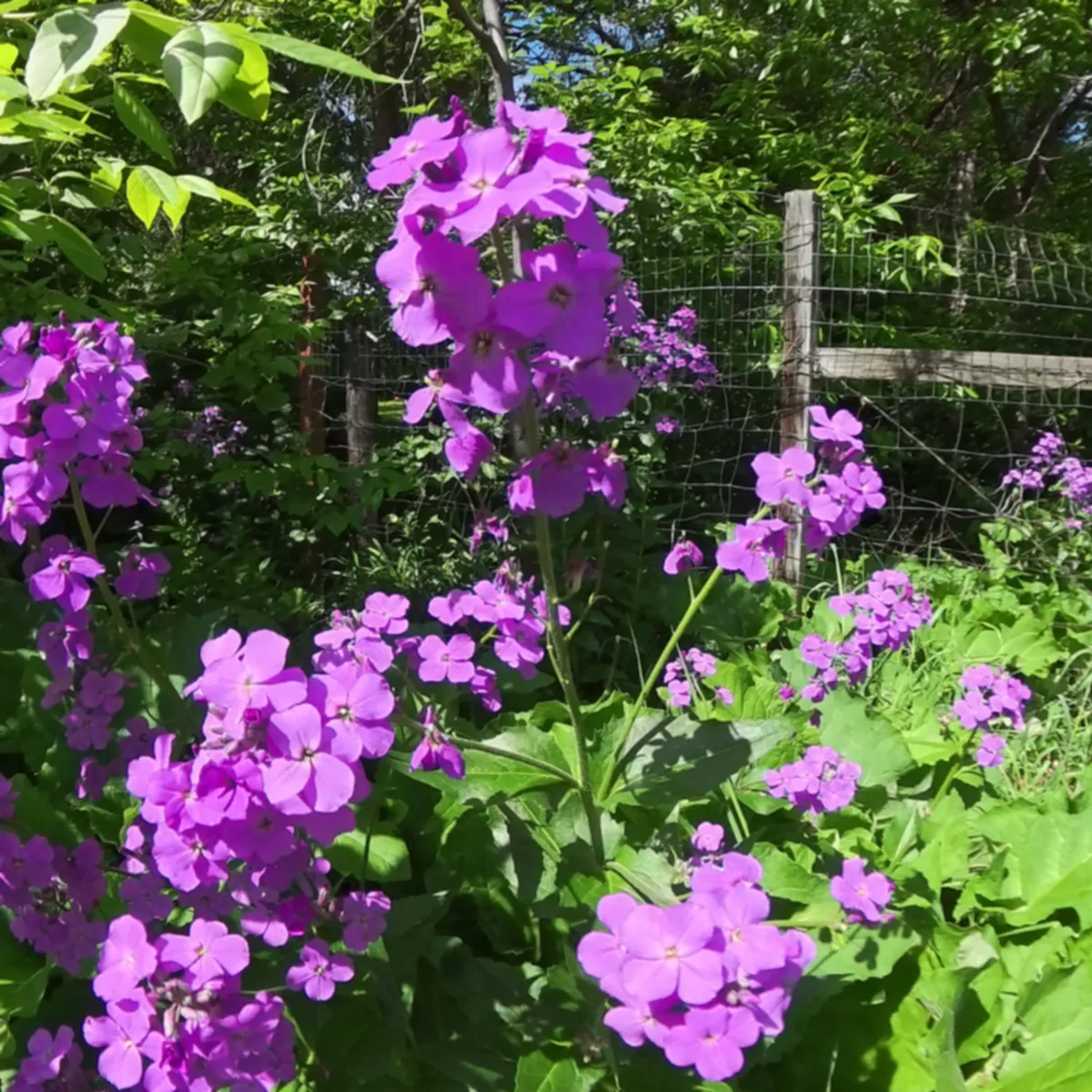 Sustainable Landscape Design