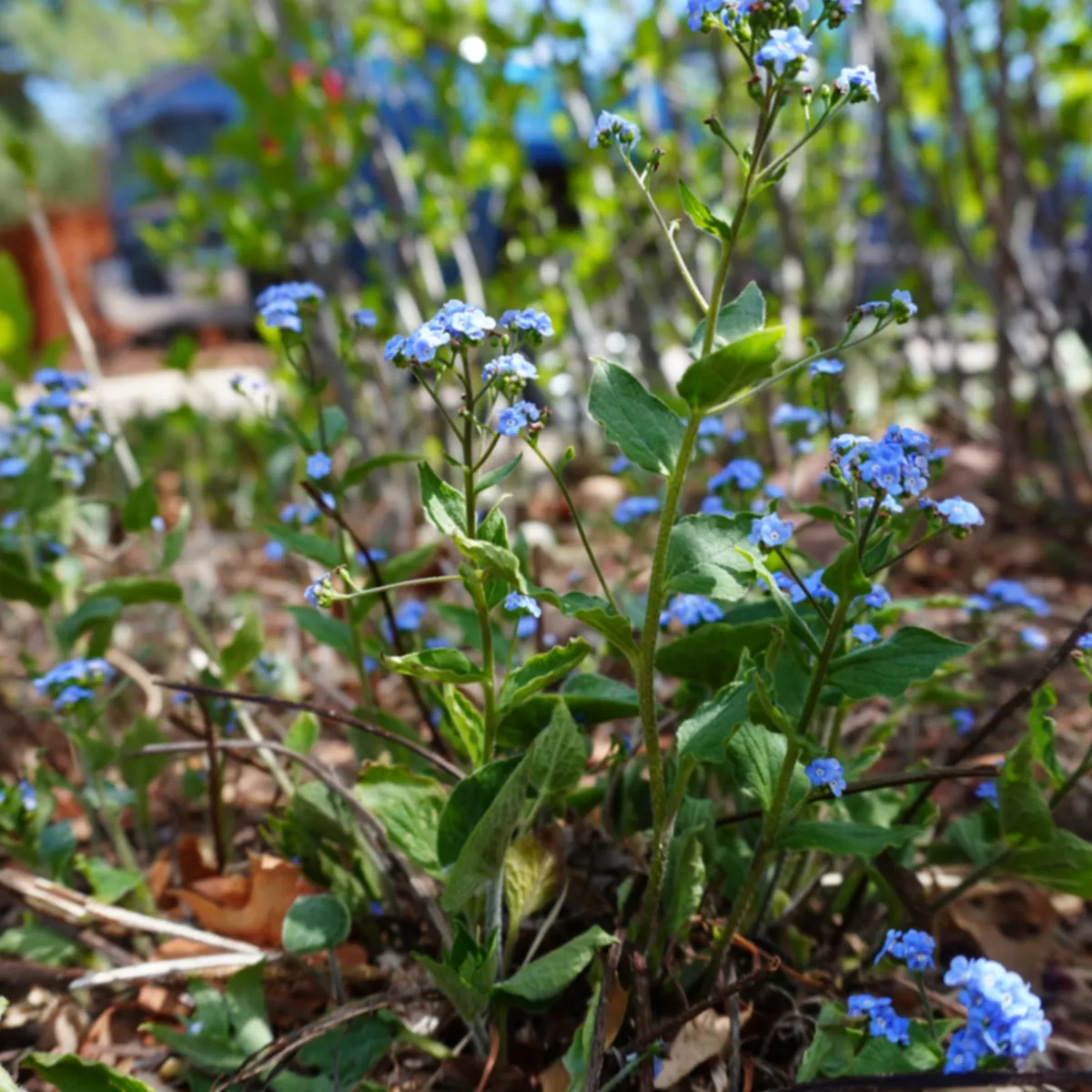 Seasonal Landscape Maintenance