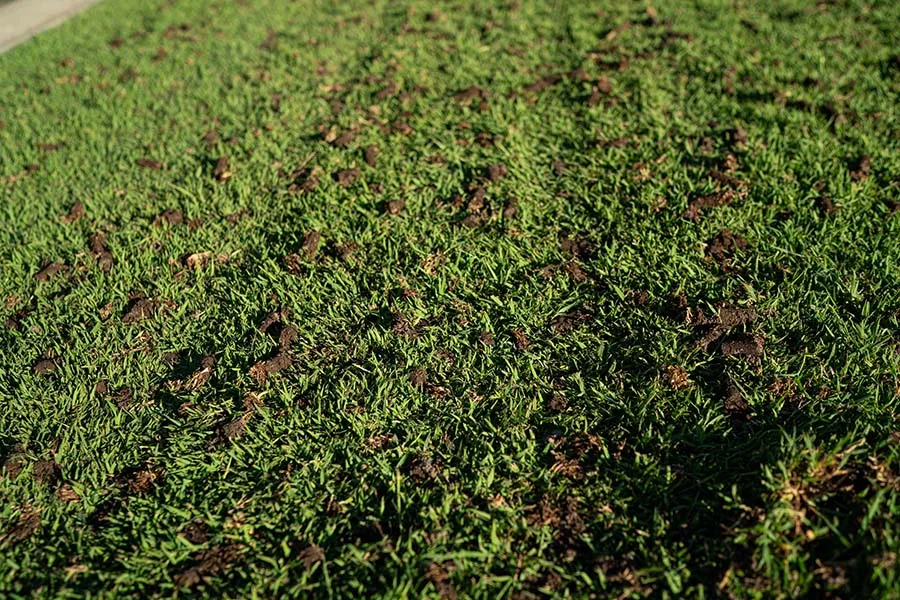 Weed Control