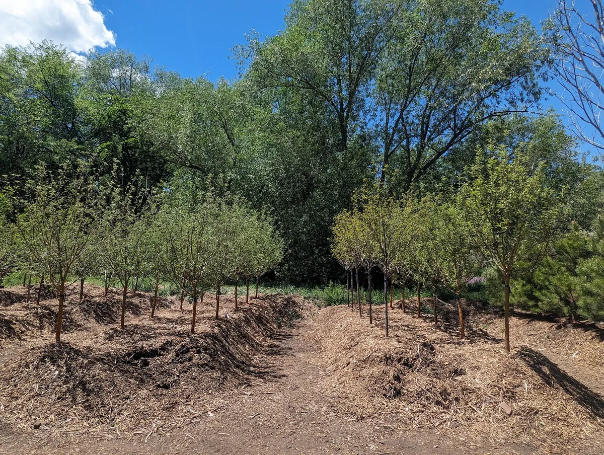Large Tree Sales