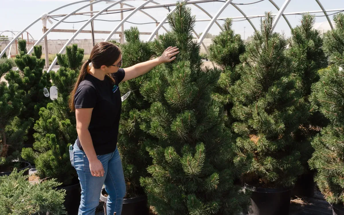 Arbor Valley Nursery team at work