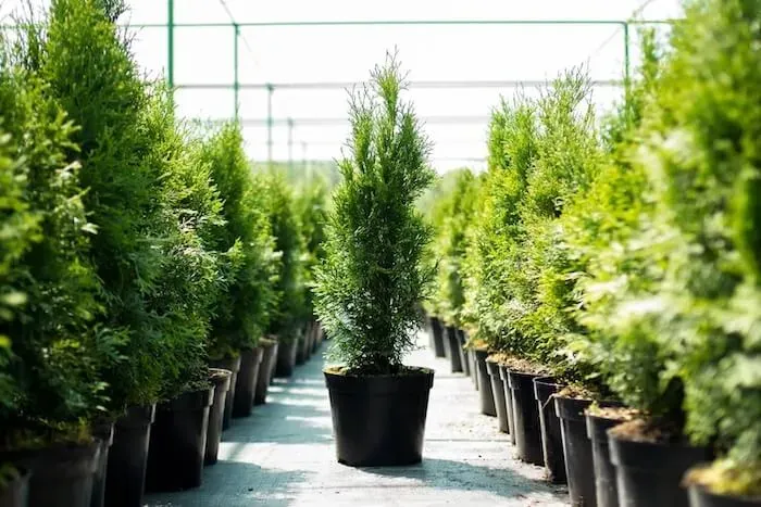 Wholesale Plant Supply