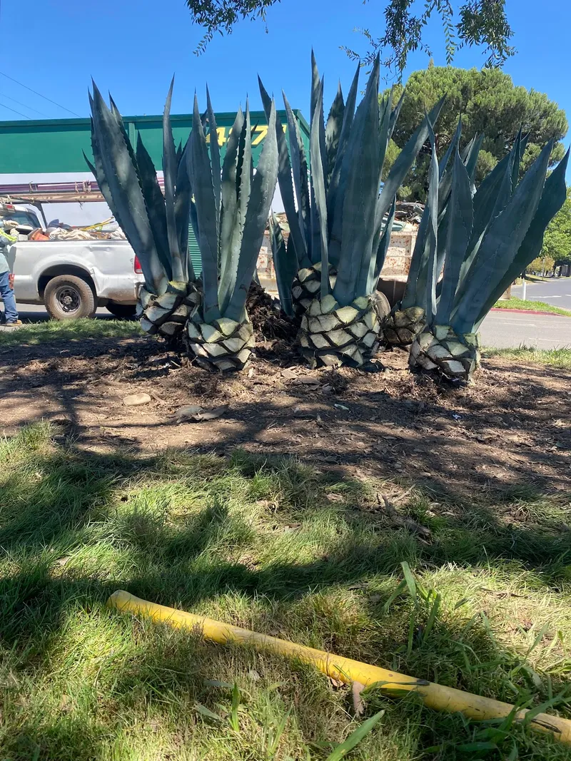 Landscaping project 3