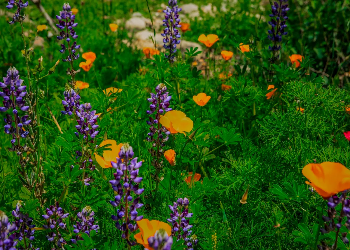 Landscape Design