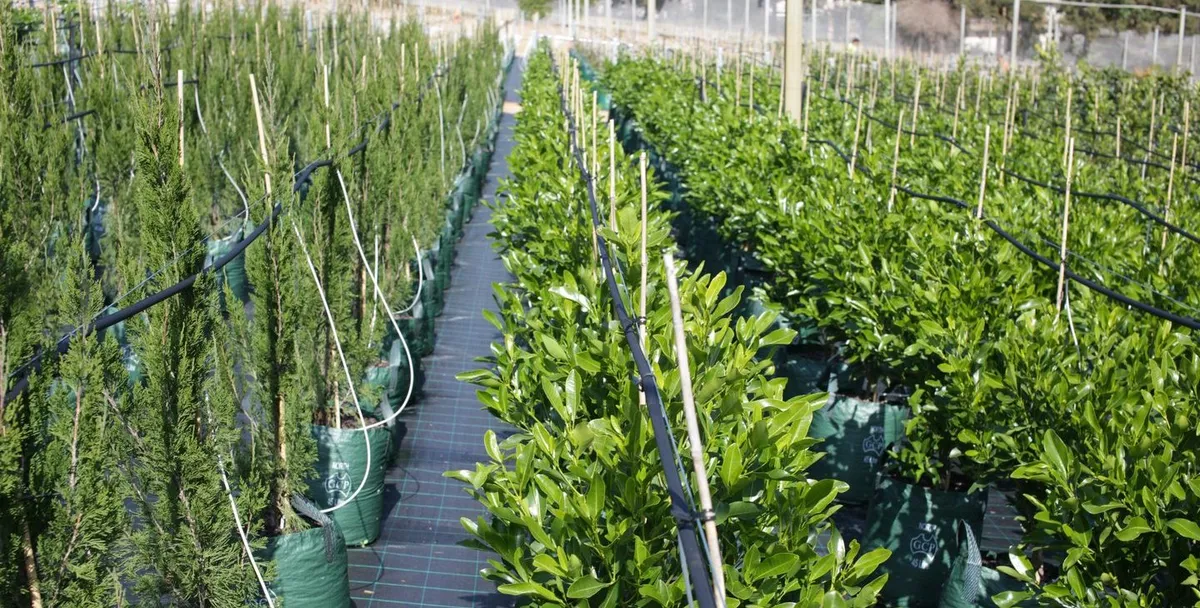 Plant Nursery Stock
