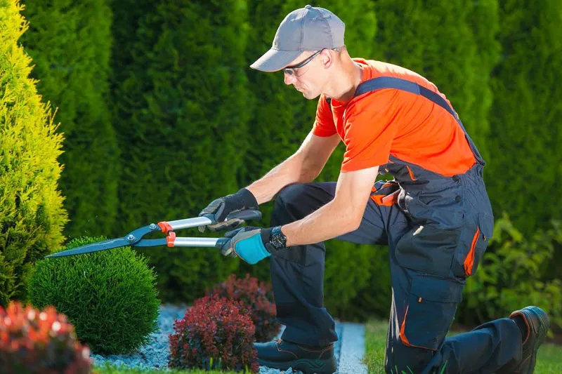 Lawn Mowing