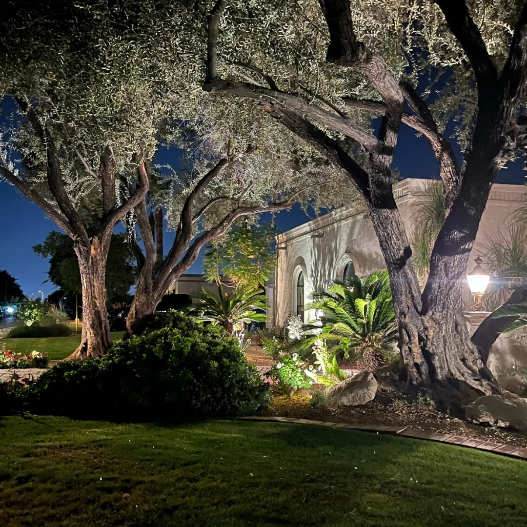 Palm Pruning