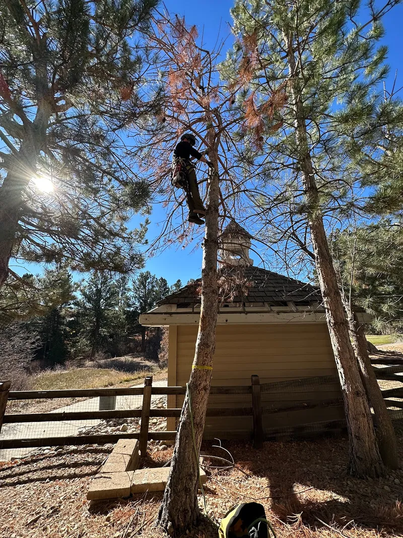 Flemings Tree and Lawn Care team at work