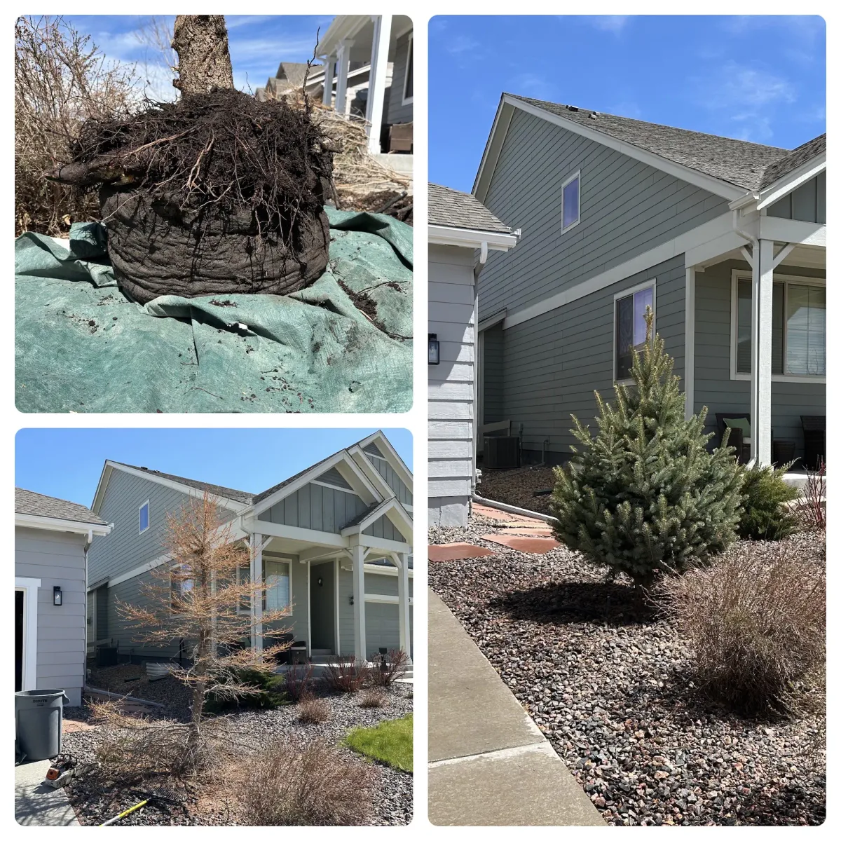 Tree Trimming & Pruning
