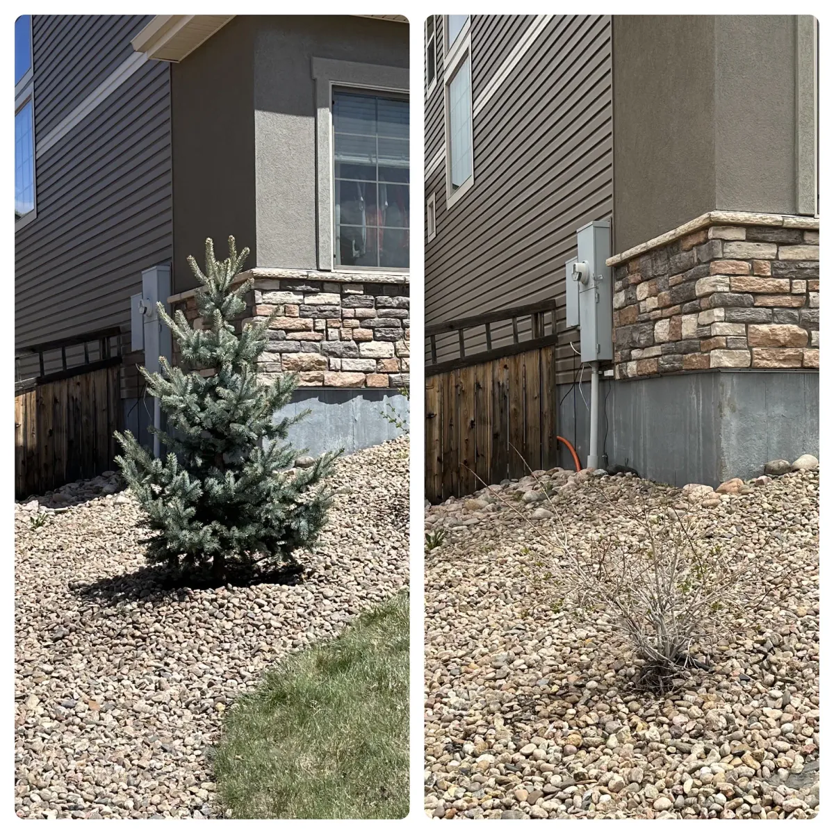 Tree Health Treatment