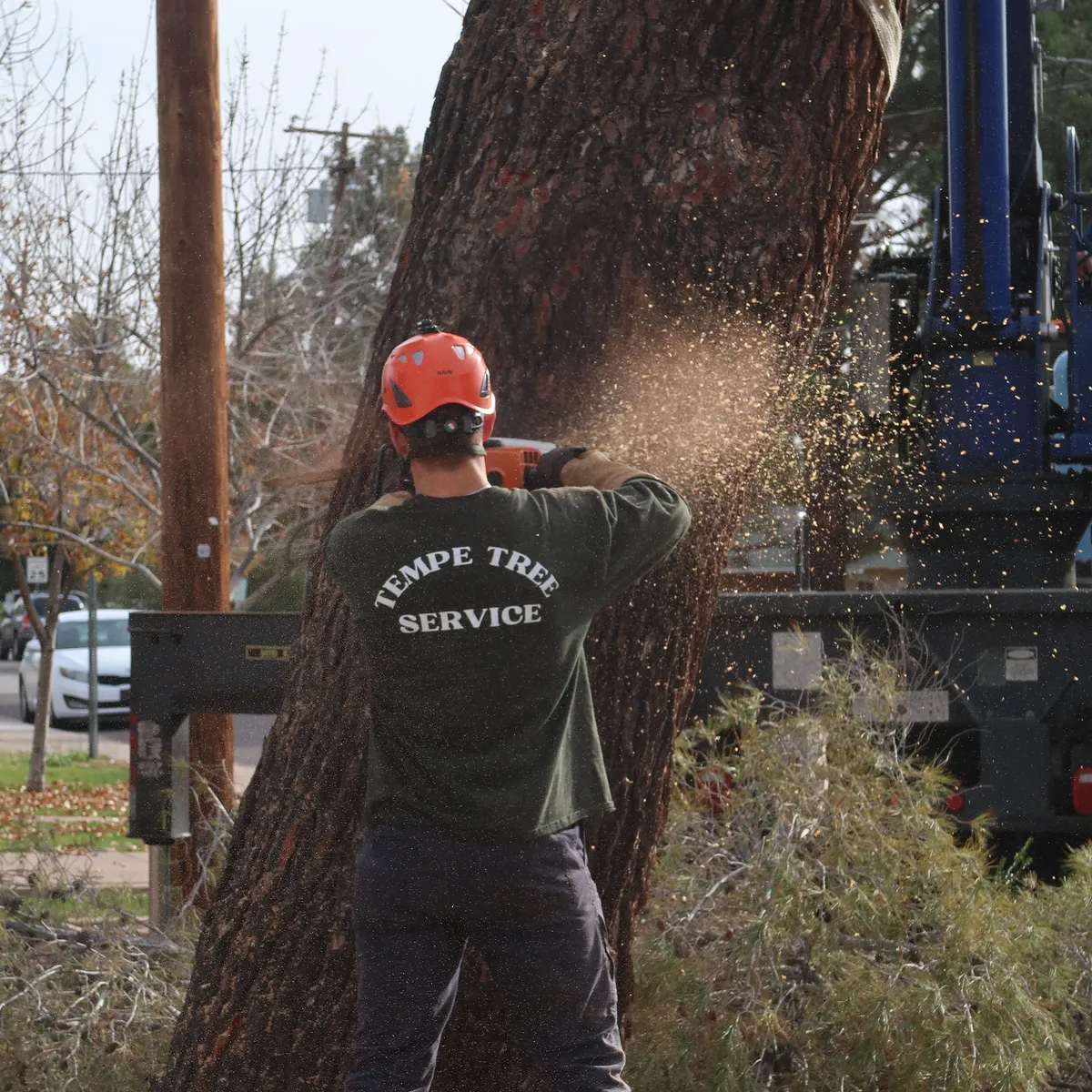 Tempe Tree Service team at work