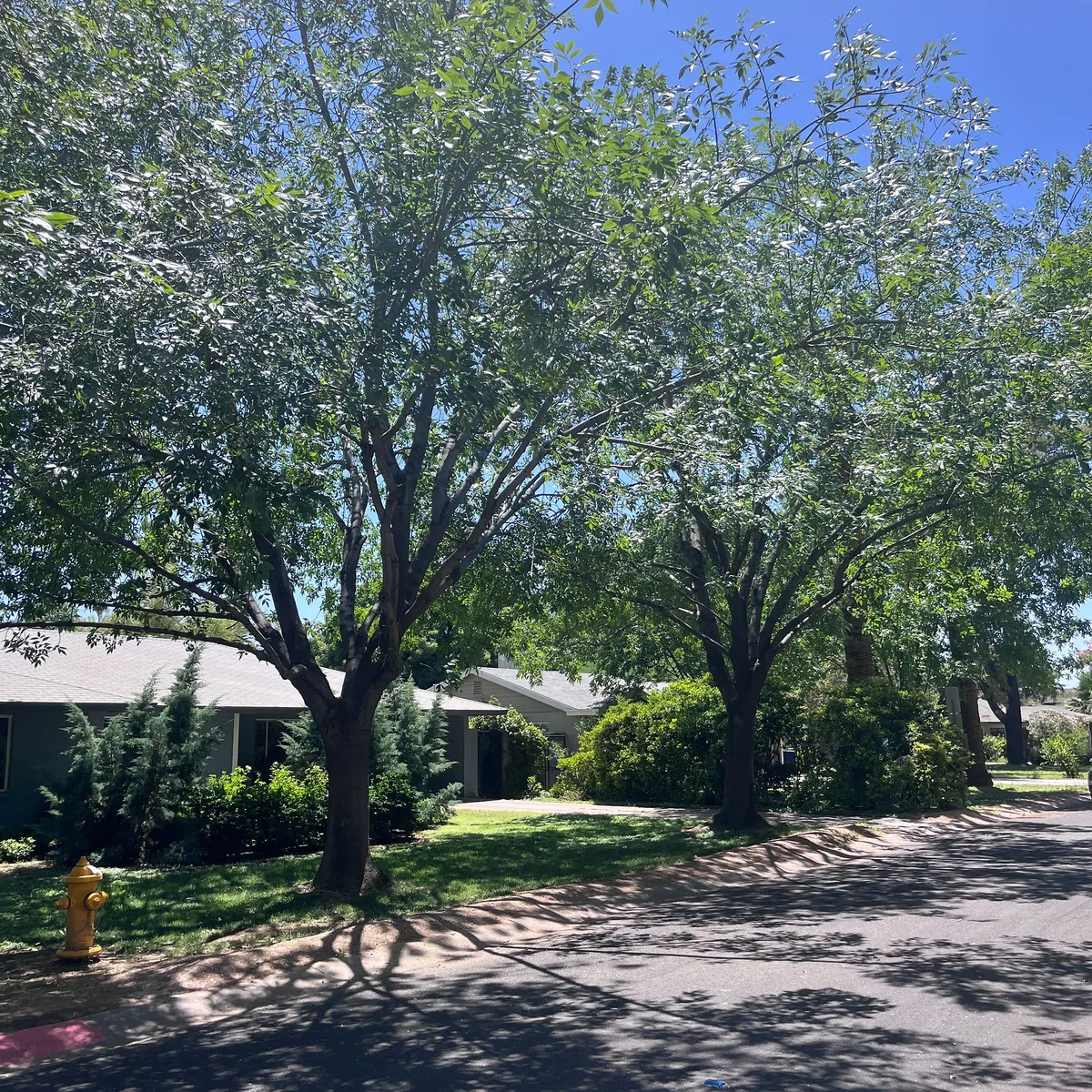 Tree Removal