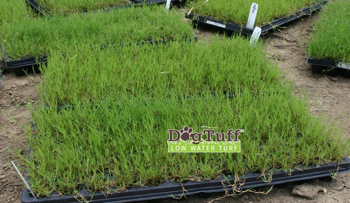 Sod Installation