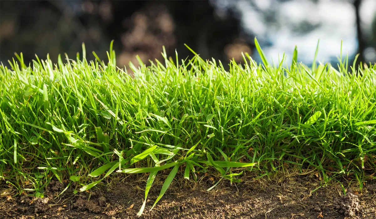 Retail Sod Sales